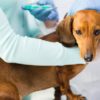 犬の予防接種｜狂犬病・混合ワクチンの種類と費用｜アクサダイレクト